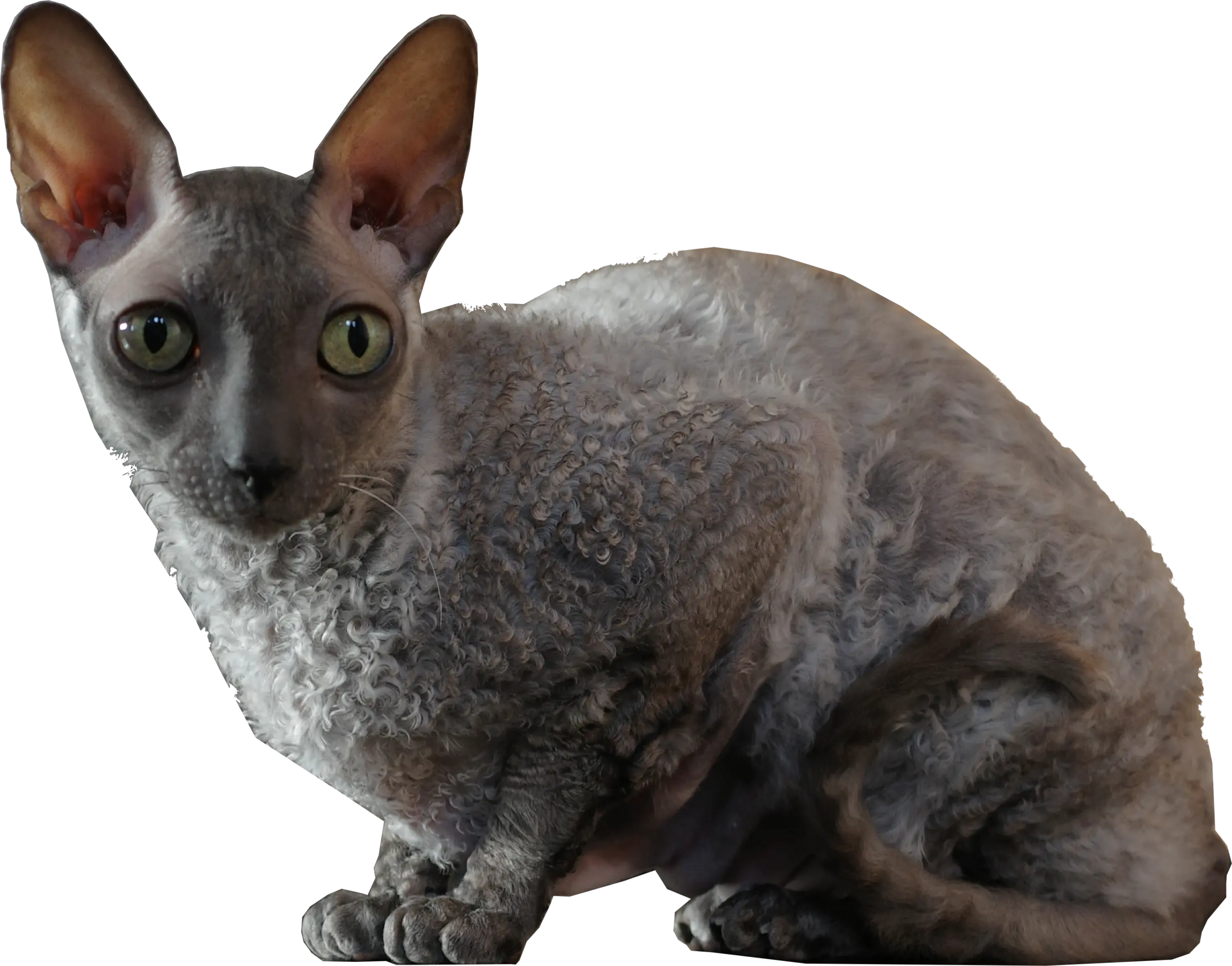 Kitty